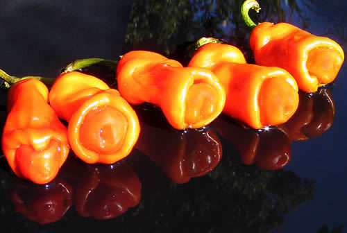 Chilli semena Peter Penis Pepper Orange 10ksp